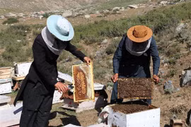 Ong được nuôi tại trang trại ở Dih Salah, tỉnh Baghlan, Afghanistan. (Ảnh: THX/TTXVN)