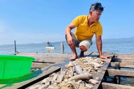 Người dân buồn rầu vì cá nuôi chết hàng loạt. (Ảnh: TTXVN phát)