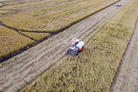 Thu hoạch lúa trên cánh đồng liên kết sản xuất của Tập đoàn Lộc Trời ở tỉnh An Giang. (Ảnh: Vũ Sinh/TTXVN)