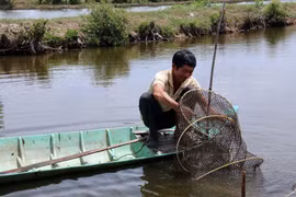 Thời tiết khô hạn trong thời gian qua đã ảnh hưởng đến các hộ nuôi tôm ở Kiên Giang. (Ảnh: Lê Huy Hải/TTXVN)