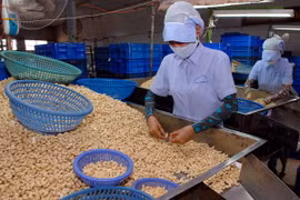 Chế biến hạt điều xuất khẩu. (Nguồn: TTXVN)