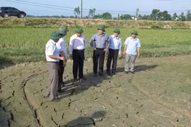 Lãnh đạo tỉnh Nghệ An kiểm tra công tác chống hạn tại huyện Nam Đàn. (Ảnh: Nguyễn Văn Nhật/Vietnam+)