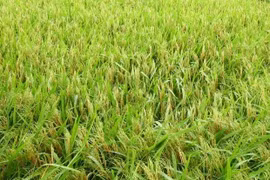 Thủ đô Hà Nội ứng dụng nhiều đề tài khoa học đạt hiệu quả cao