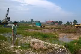 Ảnh minh họa. (Nguồn: Vietnam+) 