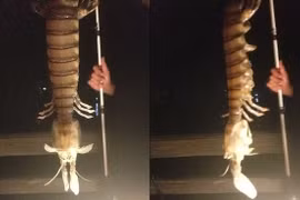 Một ngư dân bất ngờ câu được con tôm tích khổng lồ dài gần 50cm