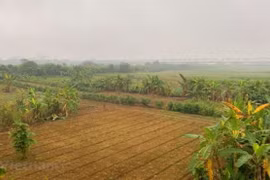 Bãi giữa sông Hồng chủ yếu hiện trồng hoa màu. (Ảnh: Hùng Nguyễn/Vietnam+)