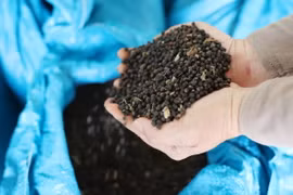Giá hồ tiêu tại tỉnh Đắk Lắk liên tục tăng, hiện đạt đến 94.000 đồng/kg. (Ảnh: Hoài Thu/TTXVN)