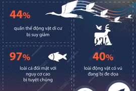 UNEP báo động nguy cơ đối với các loài di cư trên toàn cầu