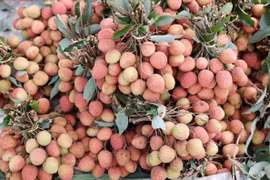 Vải thiều Đắk Lắk chín sớm khoảng 1 tháng so với vải thiều ở các tỉnh phía Bắc. (Ảnh: Hoài Thu/TTXVN)