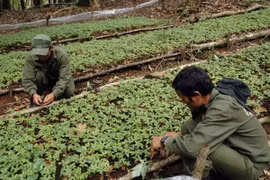 Vườn Sâm Ngọc Linh trồng dưới tán rừng của Công ty TNHH Một thành viên Lâm nghiệp Đăk Tô. (Ảnh: Quang Thái/TTXVN)