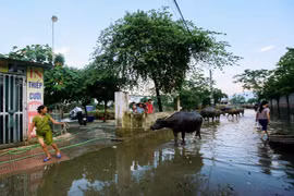 Giờ đây đường làng là nơi tắm rửa và ngâm mình của gia súc. (Ảnh: Trọng Đạt/TTXVN)