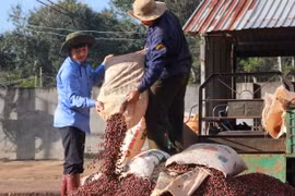 Thu hoạch càphê nhân tại Đắk Lắk. (Ảnh: Phạm Cường/TTXVN)