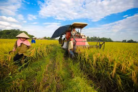 Thu hoạch lúa. (Ảnh: Lê Minh Sơn/Vietnam+)