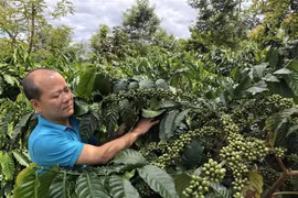 EU là thị trường tiêu thụ nhiều càphê nhất của Việt Nam. (Ảnh: TTXVN phát)