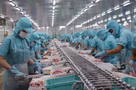 Chế biến cá tra xuất khẩu tại nhà máy ở tỉnh Đồng Tháp. (Ảnh: TTXVN)