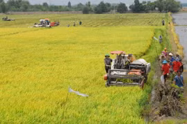 Các tỉnh phía Nam gieo sạ gần 180.000ha lúa Đông Xuân 