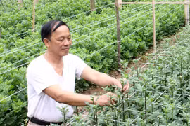 Trồng hoa công nghệ cao. (Nguồn: TTXVN)