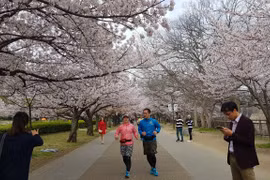Lối đi vào lâu đài Osaka có khoảng 300 cây hoa anh đào được trồng, chủ yếu là giống Yoshino. (Ảnh: Thúy Hà/Vietnam+)