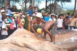 Xác một con cá voi dạt vào bờ. (Ảnh minh họa: Huỳnh Sử/TTXVN)