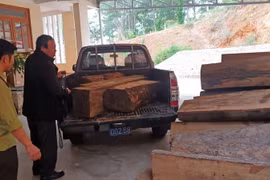 Số gỗ bị tẩu tán bên đường được lực lượng kiểm lâm được đưa về trụ sở. (Ảnh: Nguyễn Dũng/TTXVN)