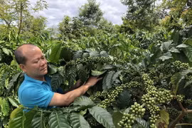Chăm vườn càphê. (Ảnh: TTXVN phát)
