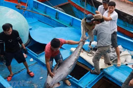 Ngư dân phân loại cá ngừ đại dương khi tàu vừa cập cảng Hòn Rớ, thành phố Nha Trang, Khánh Hòa. (Ảnh: Nguyễn Dũng/TTXVN)