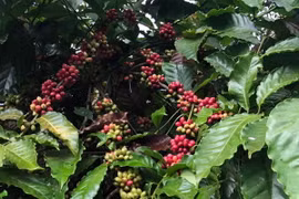 Một vườn càphê tại Đắk Lắk. (Ảnh: Vietnam+)
