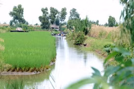 Việc áp dụng mô hình luân canh trồng lúa kết hợp nuôi tôm ở Cà Mau đã chứng minh tính hiệu quả. (Ảnh: Huỳnh Anh/TTXVN)