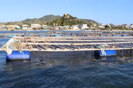 Lồng bè nuôi hàu Thái Bình Dương treo dây tại khu vực biển Đầm Nại, huyện Ninh Hải. (Ảnh: Nguyễn Thành/TTXVN)