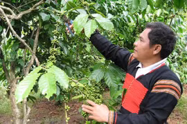 Nông dân huyện Krông Bông, Đắk Lắk chăm sóc cây càphê. (Ảnh: TTXVN phát)