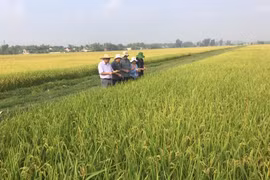 Đoàn công tác của Cục Trồng trọt đi kiểm tra, đánh giá tình hình sản xuất lúa. (Nguồn: cuctrongtrot)