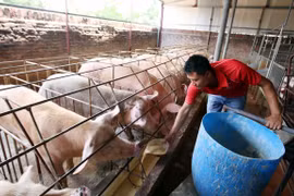 Nông dân chăm sóc đàn lợn với mô hình nuôi bằng thảo dược để xuất chuồng phục vụ Tết nguyên đán sắp tới. (Ảnh: Phạm Kiên/TTXVN)