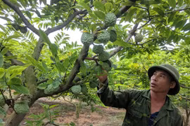 (Ảnh: Mạnh Minh/TTXVN)