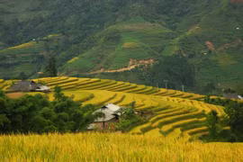 Ruộng bậc thang ở huyện Hoàng Su Phì, tỉnh Hà Giang, một địa chỉ du lịch hấp dẫn du khách. (Ảnh: Minh Tâm/TTXVN)