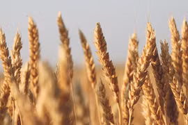 Một cánh đồng lúa tại Mỹ. (Nguồn: Grains)