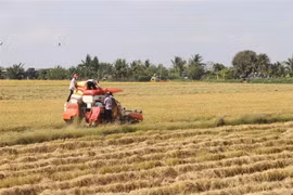Tại Tiền Giang, bà con hiện đã thu hoạch đầu vụ được gần 7.000ha, năng suất từ 68-70 tạ/ha. (Ảnh: Hữu Chí/TTXVN)