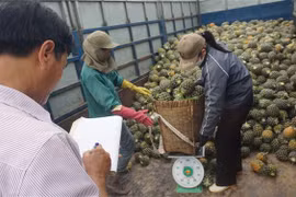 Thương nhân thu mua dứa của bà con nông dân ở Nghệ An. (Ảnh: Bích Huệ/TTXVN)