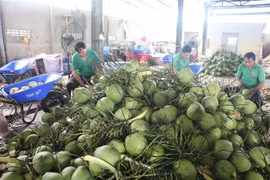 Sơ chế dừa tươi xuất khẩu ở Công ty Trách nhiệm Hữu hạn Trái cây Mekong, xã Hữu Định, huyện Châu Thành (tỉnh Bến Tre). (Ảnh: Công Trí/TTXVN)