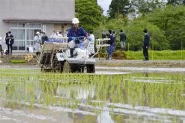 Trồng lúa trên cánh đồng tại thị trấn Futaba, tỉnh Fukushima (Nhật Bản) ngày 19/5/2021. (Ảnh: Kyodo/TTXVN)