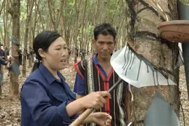 Các cặp hộ tại Gia Lai hướng dẫn nhau kỹ thuật cạo mủ cao su theo mô hình “Gắn kết hộ”. (Ảnh: Hoài Nam/TTXVN)