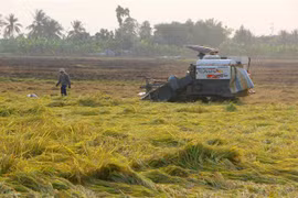Nông dân thu hoạch lúa Đông Xuân. (Ảnh: Duy Khương/TTXVN)