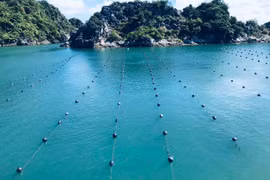 Khu vực nuôi ngọc trai nước mặn của Công ty Ngọc Trai và Trang sức An Phú.(Ảnh: CTV/Vietnam+)