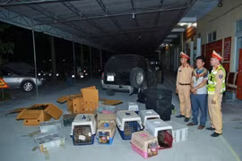Số động vật hoang dã quý hiếm vận chuyển trái phép bị lực lượng công an phát hiện. (Ảnh: TTXVN phát)