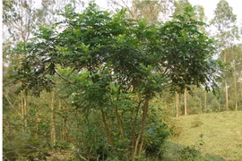 Cây ưng bất bạc. 