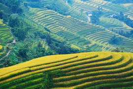 Rực rỡ mùa lúa chín vàng tại huyện Hoàng Su Phì. (Ảnh: Vũ Bắc/TTXVN)