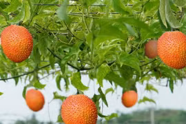 Quả gấc - loại quả dân dã của người Việt Nam.