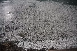 [Photo] Hà Nội: Cá chết và nổi trắng tại nhiều điểm ở Hồ Tây 
