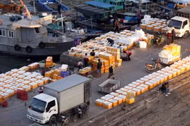 Hải sản đánh bắt được tập kết tại bến cảng Cái Rồng, huyện Vân Đồn, tỉnh Quảng Ninh, để mang đi tiêu thụ. (Ảnh: Quang Quyết/TTXVN)