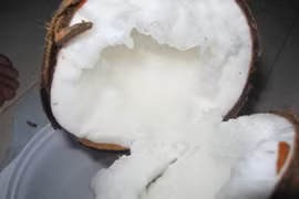 Dừa sáp Cầu Kè gặp khó khăn do xã viên không giữ cam kết