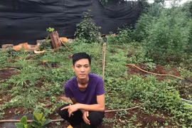 Đối tượng Khoa tại khu vực vườn trồng cây cần sa. (Ảnh: Hồng Điệp/TTXVN)